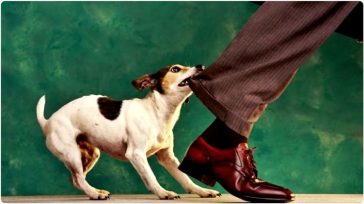 ‎দুমকীতে আতঙ্ক-পাগলা কুকুরের কামড়ে আহত-৩০