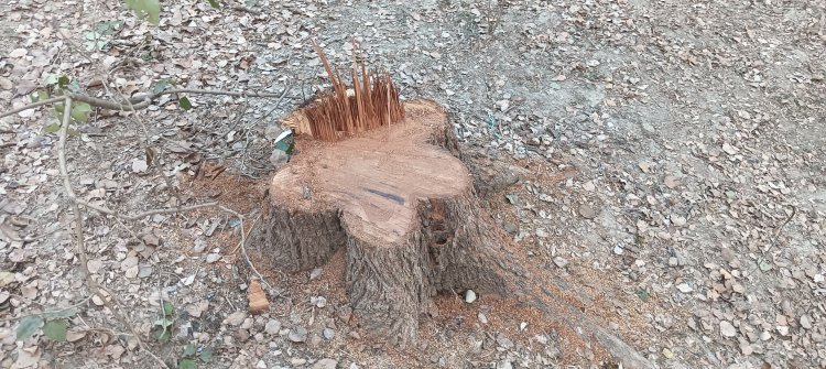 রাতের আঁধারে সরকারি গাছ কেটে নিয়ে গেলো দুর্বৃত্তরা