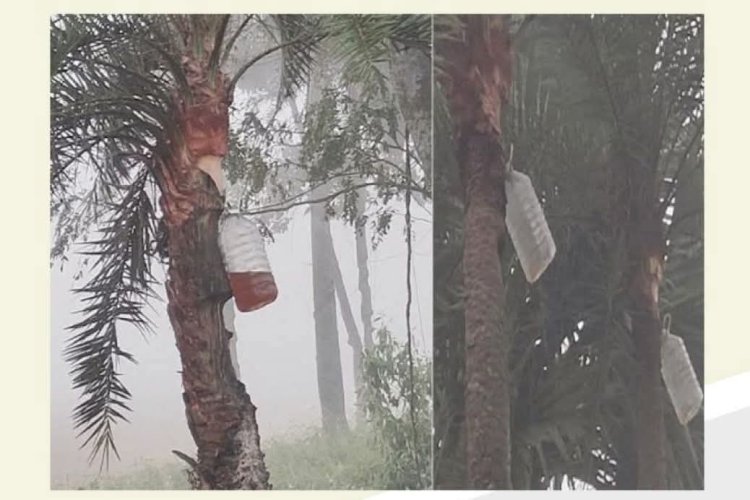 মাটির হাঁড়ি ছাড়ছে গাছিরা-বোতলেই নিরাপদ খেজুর রস সংগ্রহ