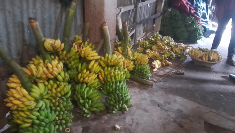 বিষাক্ত কেমিক্যালে পাকানো হচ্ছে কলা-দেখার যেন কেউ নেই