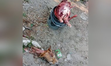 নওগাঁয় খাসি বলে কুকুরের মাংস বিক্রয়,ধাওয়া খেয়ে পলাতক কসাই 