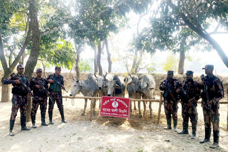 চাঁপাইনবাবগঞ্জ সীমান্তে ভারতীয় গরু ও নেশাজাতীয় সিরাপ জব্দ