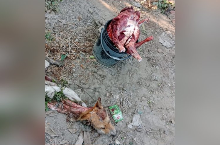 নওগাঁয় খাসি বলে কুকুরের মাংস বিক্রয়,ধাওয়া খেয়ে পলাতক কসাই 