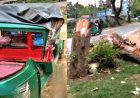 চলন্ত অটোরিকশার ওপর গাছ চাপায় প্রাণ গেল নারীযাত্রীর,স্বামী হাসপাতালে 