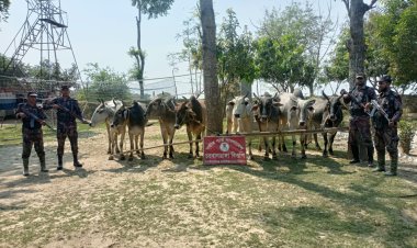 চাঁপাইনবাবগঞ্জ সীমান্তে ১০টি ভারতীয় গরু জব্দ