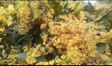 নওগাঁয় নাক ফজলি আমের মুকুলে দুলছে কৃষকের স্বপ্ন-উচ্চ ফলনের আশা 