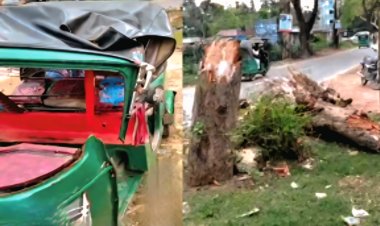 চলন্ত অটোরিকশার ওপর গাছ চাপায় প্রাণ গেল নারীযাত্রীর,স্বামী হাসপাতালে 