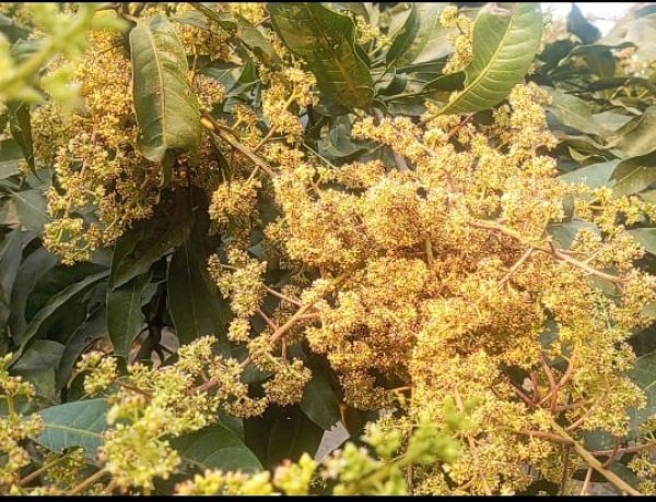 নওগাঁয় নাক ফজলি আমের মুকুলে দুলছে কৃষকের স্বপ্ন-উচ্চ ফলনের আশা 