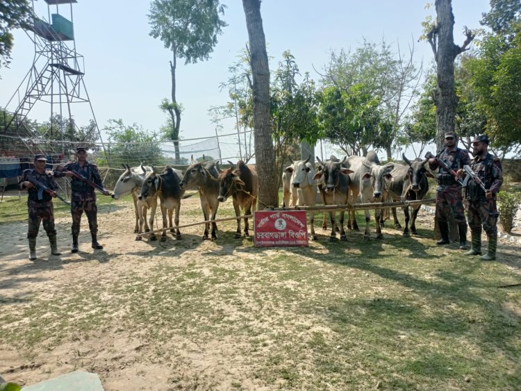চাঁপাইনবাবগঞ্জ সীমান্তে ১০টি ভারতীয় গরু জব্দ