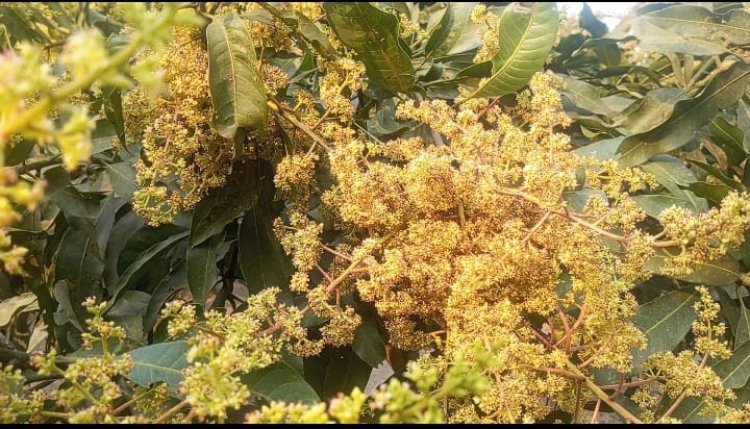 নওগাঁয় নাক ফজলি আমের মুকুলে দুলছে কৃষকের স্বপ্ন-উচ্চ ফলনের আশা 