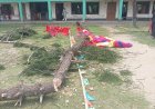 বুড়িচংয়ে এসএসসি পরীক্ষার্থীদের বিদায় অনুষ্ঠানে গাছ উপড়ে পরে তিন শিক্ষার্থী আহত 