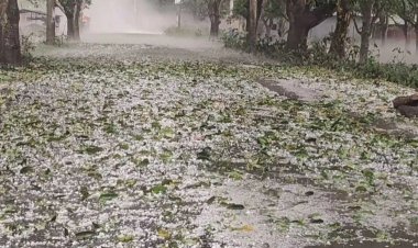 শিলাবৃষ্টিতে চাঁপাইনবাবগঞ্জে আমের ক্ষতি