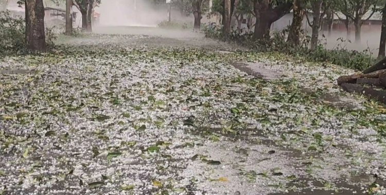 শিলাবৃষ্টিতে চাঁপাইনবাবগঞ্জে আমের ক্ষতি