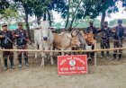চাঁপাইনবাবগঞ্জ সীমান্তে ভারতীয় গরু ও মদ জব্দ