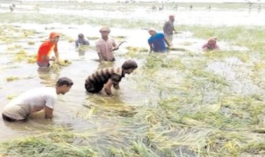 নাসিরনগরে ভারীবৃষ্টিতে তলিয়ে গেছে শত শত একর জমির পাকা ধান,দিশেহারা কৃষকরা