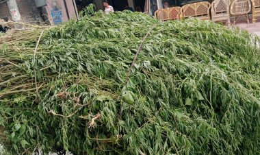 চাঁপাইনবাবগঞ্জে গাঁজা সাদৃশ্য ৫ হাজার ভাং গাছ উদ্ধার