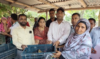 ব্র্যাকের উদ্যোগে হতদরিদ্রদের মাঝে হাঁসের বাচ্চা বিতরণ