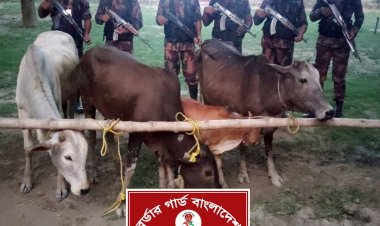 চাঁপাইনবাবগঞ্জে চারটি ভারতীয় গরু জব্দ