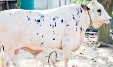 নবাবের পেছনে দৈনিক ৭শ' টাকা ব্যয়,খায় ১৫ কেজি খাবার