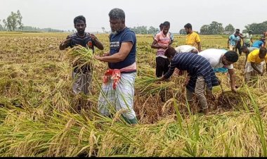 নওগাঁয় কৃষকের ধান কেটে ঘরে তুলে দিলেন এমপি ফজলে হুদা