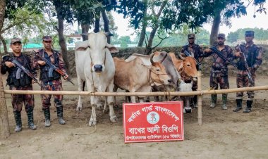 চাঁপাইনবাবগঞ্জ সীমান্তে ভারতীয় গরু ও মদ জব্দ