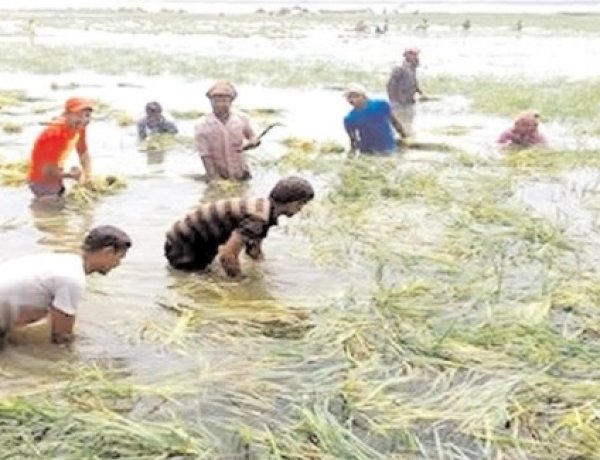 নাসিরনগরে ভারীবৃষ্টিতে তলিয়ে গেছে শত শত একর জমির পাকা ধান,দিশেহারা কৃষকরা