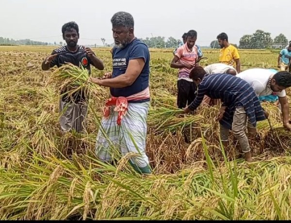 নওগাঁয় কৃষকের ধান কেটে ঘরে তুলে দিলেন এমপি ফজলে হুদা