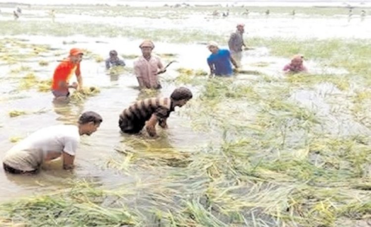 নাসিরনগরে ভারীবৃষ্টিতে তলিয়ে গেছে শত শত একর জমির পাকা ধান,দিশেহারা কৃষকরা
