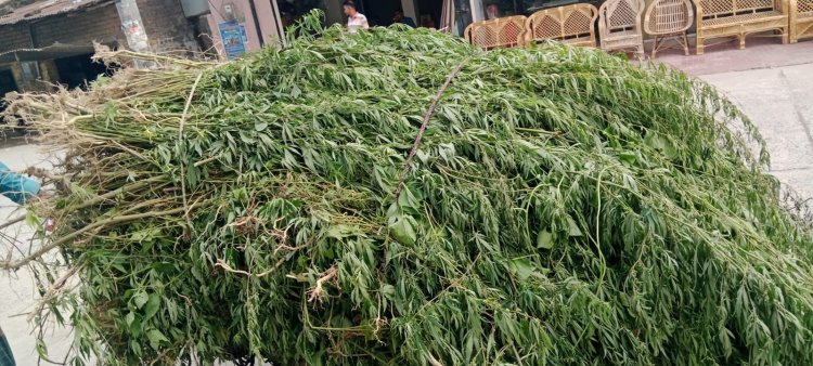 চাঁপাইনবাবগঞ্জে গাঁজা সাদৃশ্য ৫ হাজার ভাং গাছ উদ্ধার