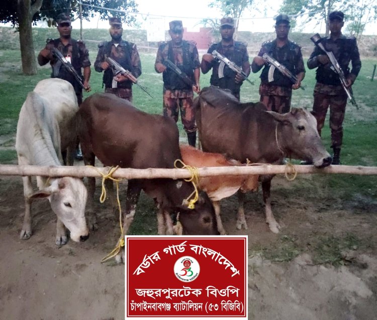 চাঁপাইনবাবগঞ্জে চারটি ভারতীয় গরু জব্দ
