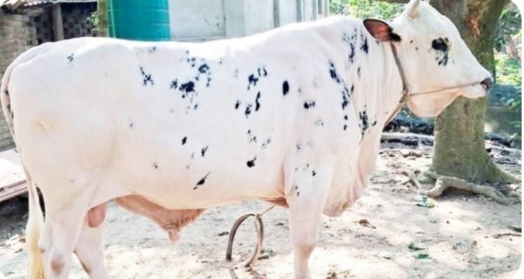 নবাবের পেছনে দৈনিক ৭শ' টাকা ব্যয়,খায় ১৫ কেজি খাবার