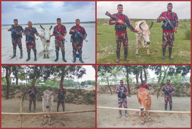 চাঁপাইনবাবগঞ্জ সীমান্তে ভারতীয় ৪টি গরু জব্দ