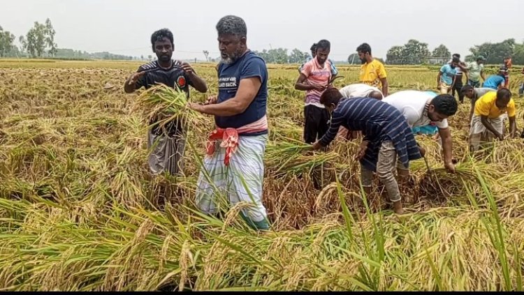 নওগাঁয় কৃষকের ধান কেটে ঘরে তুলে দিলেন এমপি ফজলে হুদা