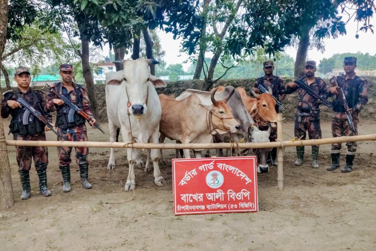 চাঁপাইনবাবগঞ্জ সীমান্তে ভারতীয় গরু ও মদ জব্দ