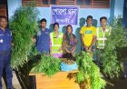 নওগাঁয় পৃথক অভিযানে ৪টি গাঁজার গাছ উদ্ধার,গ্রেফতার-২