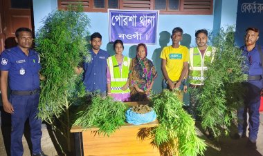 নওগাঁয় পৃথক অভিযানে ৪টি গাঁজার গাছ উদ্ধার,গ্রেফতার-২