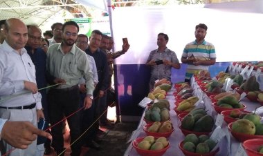 চাঁপাইনবাবগঞ্জে তিন দিনের আম মেলা শুরু
