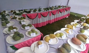 শিবগঞ্জে দেশীয় ফল উৎসব অনুষ্ঠিত