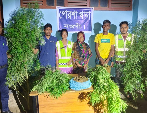 নওগাঁয় পৃথক অভিযানে ৪টি গাঁজার গাছ উদ্ধার,গ্রেফতার-২