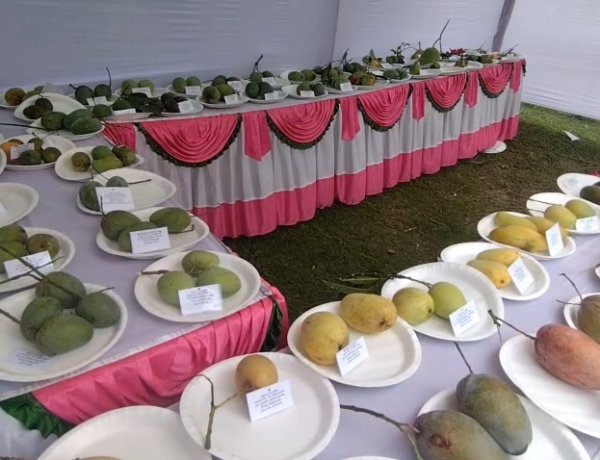 শিবগঞ্জে দেশীয় ফল উৎসব অনুষ্ঠিত