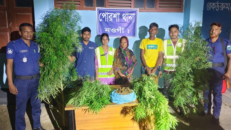 নওগাঁয় পৃথক অভিযানে ৪টি গাঁজার গাছ উদ্ধার,গ্রেফতার-২