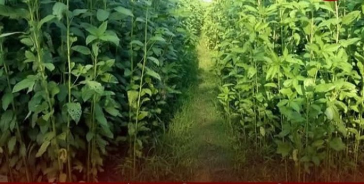 নাসিরনগরে ৭ বছরের শিশুকে ধর্ষণচেষ্টা,অভিযুক্ত যুবক পলাতক
