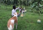 নওগাঁয় ১০ বিঘা আম বাগান পাহারায় লালু-কালু