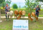 লালমনিরহাট সীমান্তে ভারতীয় গরু জব্দ