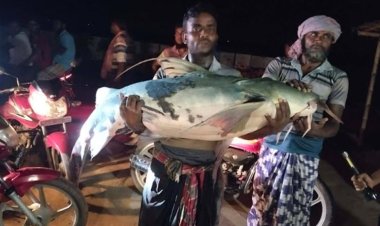 চাঁপাইনবাবগঞ্জের পদ্মায় জেলের জালে ধরা পড়ল বিশাল আকৃতির বাঘাইড় মাছ