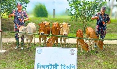 লালমনিরহাট সীমান্তে ভারতীয় গরু জব্দ