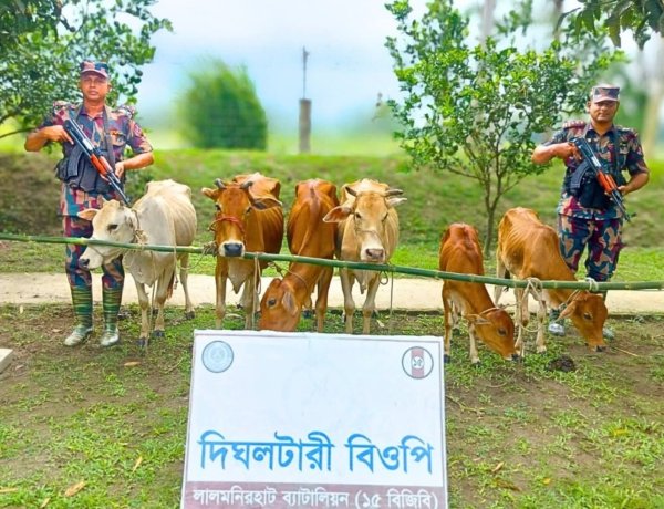 লালমনিরহাট সীমান্তে ভারতীয় গরু জব্দ