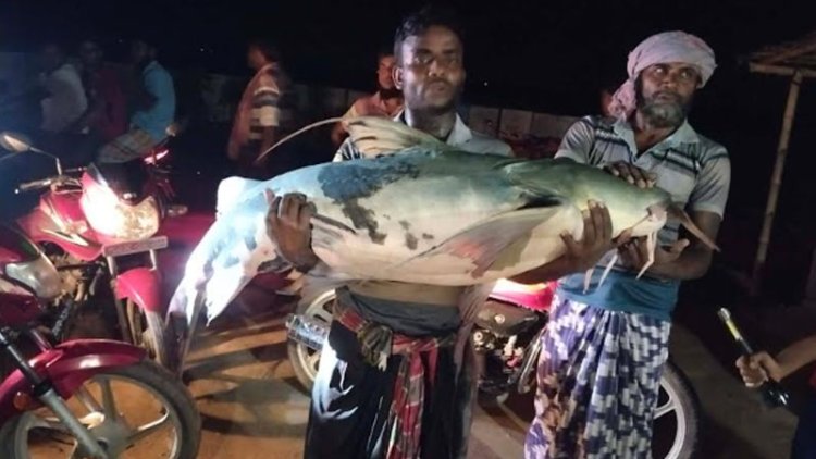 চাঁপাইনবাবগঞ্জের পদ্মায় জেলের জালে ধরা পড়ল বিশাল আকৃতির বাঘাইড় মাছ