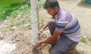 শিবগঞ্জে শান্তি নিবিড় পাঠাগারের উদ্যোগে বৃক্ষরোপণ  